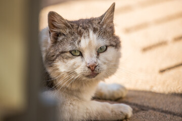 A close up image of a calico cat 