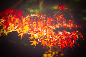 Japanese maple branch with deep red autumn leaves captured in soft vintage tones with shallow depth of field and atmospheric natural background