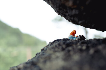 Sokolec Castle, ruins. A plastic dwarf figure lies under a rock, observing the peak opposite. funny...