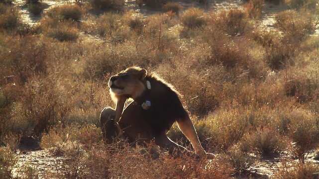 African lion male with radio collar scratching and walking front view at sunset in Kgalagadi transfrontier park, South Africa ; Specie panthera leo family of felidae