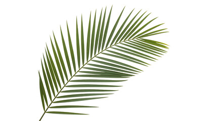 Close-Up of a Green Palm Leaf on transparent background

