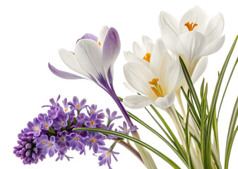 Fototapeta premium A Bouquet of Fresh Spring Flowers, with White Crocuses and Purple Hyacinths. Isolated on a Transparent Background.