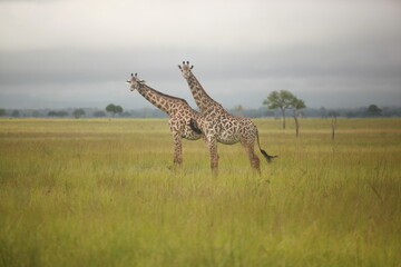 Giraffe