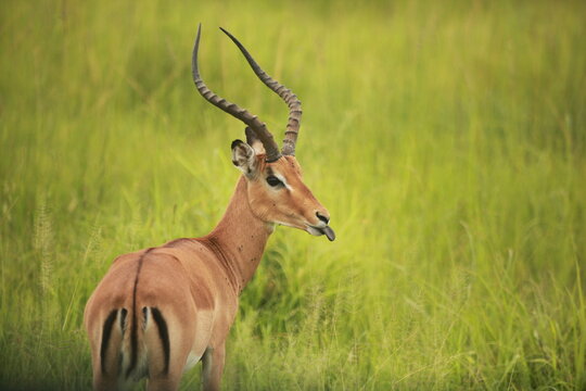 Antilope