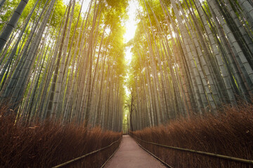 Famous Arashiyama Bamboo Grove in Kyoto photographed with nostalgic film tones and exaggerated symmetry highlighting empty path and leaning trunks in warm sunlight