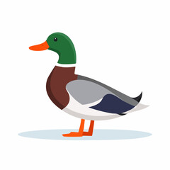 Obraz premium Illustration of a Mallard Duck with Distinctive Plumage on a Clean White Background