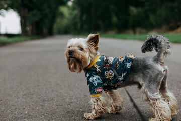 A portrait of a Yorkshire Terrier in a cute jacket, sweatshirt poses on a road. A cute Yorkie...