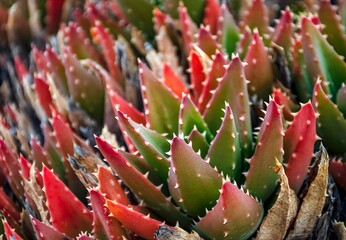 red cactus flower
