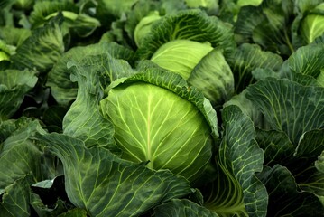 cabbage in the garden
