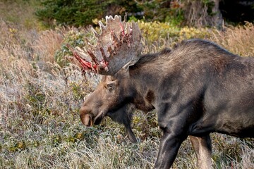large bull moose shedding velvet with bloody antlers
