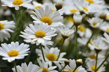 daisies in the garden