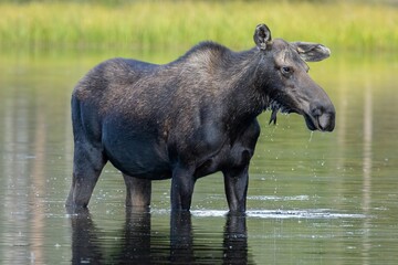 Beautiful cow moose standing in water close up