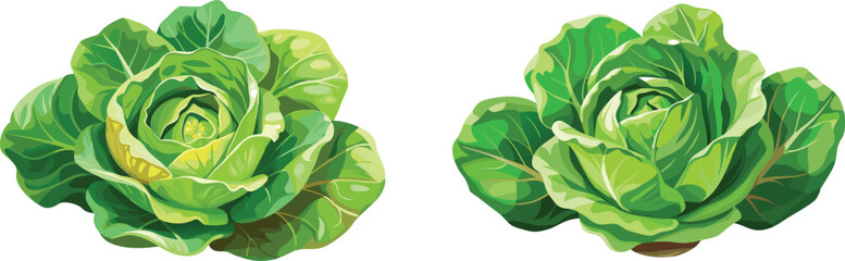 Two heads of green cabbage with detailed leaves on a white backdrop
