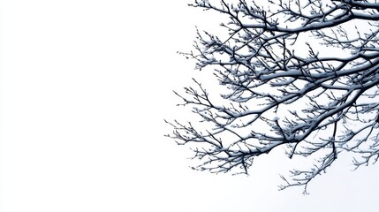 Snow-Covered Tree Branches Against Soft White Winter Sky