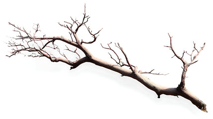 tree silhouette isolated on white