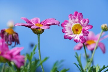 pink flowers in the garden