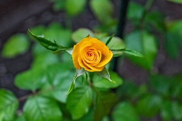 single yellow rose