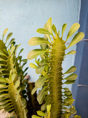 Cactus with leaves close up