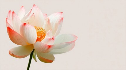 Elegant Lotus Flower with Soft Colors on Neutral Background
