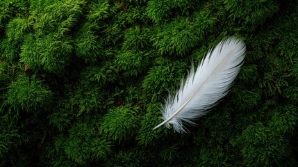 White Feather on Green Moss Textured Background in Nature Scene