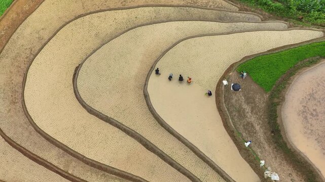 Hmong farmers prepare their fields and plant rice on terraced fields in Mu Cang Chai, Yen Bai. Photo taken in Yen Bai on June 22, 2025.	