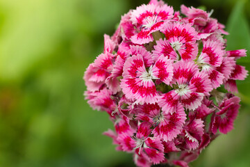 A close-up of a pink cluster of Turkish carnations with a soft green blurred background