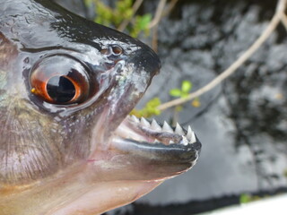 
Piranha Caju (Pygocentrus natterery) (Serrasalmidae) in the tributary of the Rio Negro, Amazonas, Brazil. 