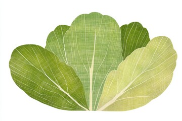 Leaf green plant nature texture organic fresh line pattern botanical vegetable natural art decorative drawing abstract white minimal design