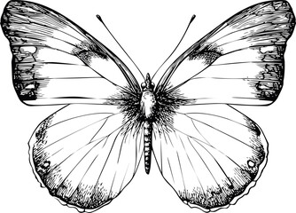 Obraz premium Intricate black and white butterfly illustration with detailed wing patterns. Vector illustration