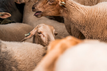 Naklejka premium beautiful sheep herd close-up animal farm