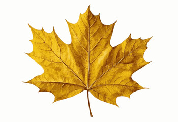 Ephemeral Palette Golden leaves The most beautiful leaves isolated watercolor vector illustration svg