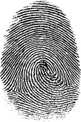 Detailed black fingerprint pattern illustration in black and white design. Vector illustration