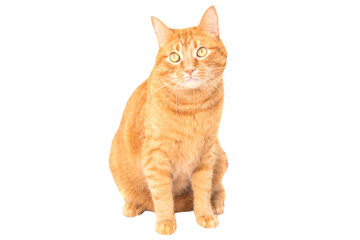Red domestic cat isolated on white background