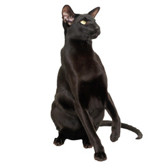 Black oriental shorthair purebred cat isolated on white background