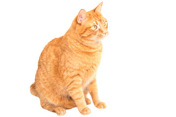 Red domestic cat isolated on white background