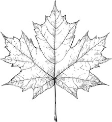 Detailed line drawing of a maple leaf with textured veins, botanical illustration. Vector illustration
