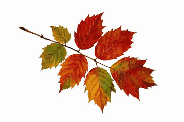 Fototapeta premium Seasonal Serenade dry leaves The most beautiful leaves isolated watercolor vector illustration svg