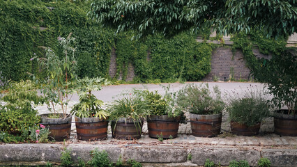 Green potted plants arranged in a row indoors with natural daylight