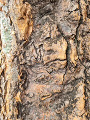 Background of natural tree bark texture. Rough bark surface of Plumeria Rubra tree, also known as Frangipani. Natural pattern of uneven textured bark with varying bark color due to the aging process.
