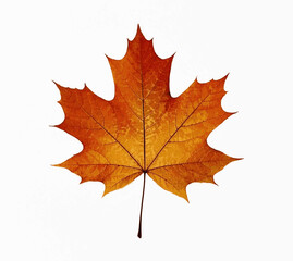 Botanical Reverie maple leaf The most beautiful leaves isolated watercolor vector illustration svg