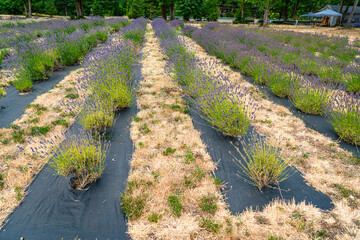 Lavender_Field_Rows 3