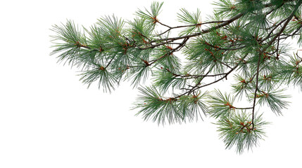 Pine tree branch needles nature green winter frost,