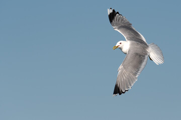 Portrait Of A Flying Seagull (Larinae)