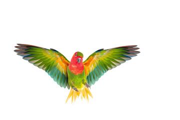 Fototapeta premium Colorful parrot with wings slightly open, centered on pure white, perfect isolation