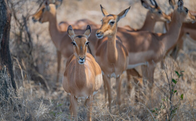 Impalas im Busch vom Krüger National Park - Kruger Nationalpark Südafrika