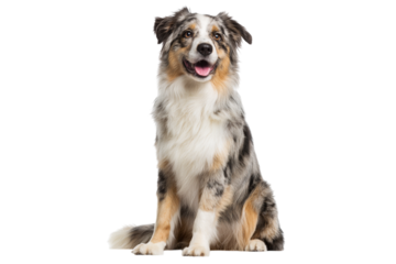Happy australian shepherd dog sitting isolated on transparent background