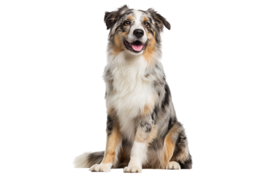 Happy australian shepherd dog sitting isolated on transparent background