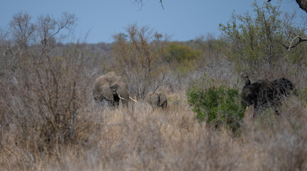 Elefant im Busch vom Krüger National Park - Kruger Nationalpark Südafrika