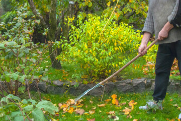 Autumn work in the garden: person cleans up fallen leaves.