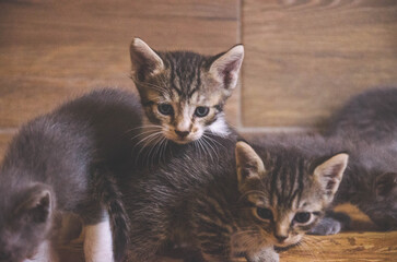 Adorable kitten trio looking curious and playful, perfect for heartwarming stories about pets, animal shelters, or veterinary care, a sweet domestic moment